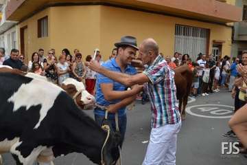 Misa, desfile del ganado y procesión religiosa en el Valle de los Nueve de Telde (Foto Francisco Javier Santana)